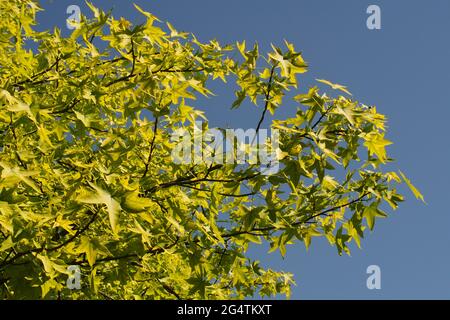 Ein Blick unter einem japanischen Ahorn, Acer palmatum, Baum zurück beleuchtet mit Sonnenschein zeigt die leuchtend grünen Sommer farbigen Blätter vor blauem Himmel Stockfoto