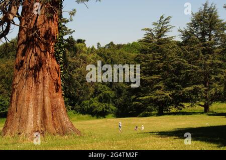 Ein Blick auf drei kleine Kinder, die an einem sonnigen Tag in der Nähe eines riesigen Redwood-Baumes auf Gras spielen Stockfoto