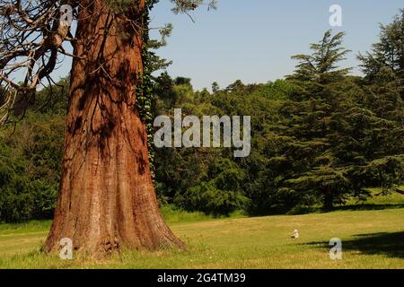 Ein Blick auf ein kleines Kind, das an einem sonnigen Tag in der Nähe eines riesigen Redwood-Baumes auf Gras sitzt Stockfoto