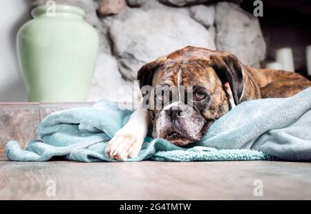 Boxerhund ruht sich auf der Decke aus, während er auf die Kamera schaut. 5-jährige weibliche brindlboxerin mit Floppy-Ohren mit trauriger oder gelangweilter Expression, die vorne liegt Stockfoto