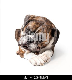 Hund mit Zahnkauen Knochen im Mund. Vorderansicht einer glücklichen Boxerhündin mit Treat Stick zwischen den Vorderpfoten beim Kauen. Stockfoto