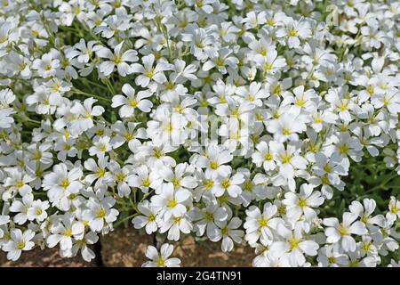 Verfilztes Hornkraut, Cerastium tomentosum, im Frühjahr Stockfoto