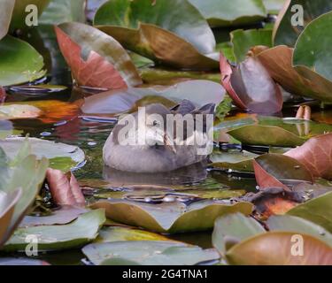 Ein juveniler Moorhen (Gallinula Chloropus) unter einigen Wasserlillies. Stockfoto