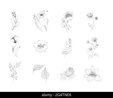 Handgezeichneter Satz von Schmetterlingen, Bienen und Wildblumen. Set von monochromen fliegenden und sitzenden Insekten in der Nähe der Blumen. Schwarz und weiß Doodle floral Stock Vektor
