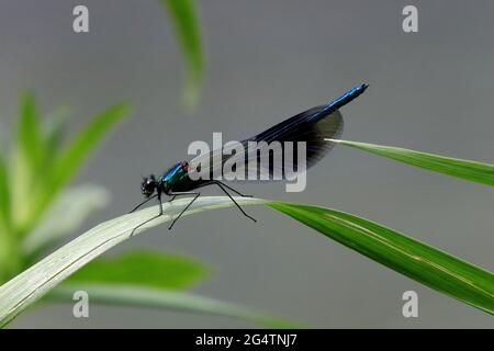 Eine männliche, gebänderte Demoiselle (Calopteryx splendens)-Damselfliege Stockfoto