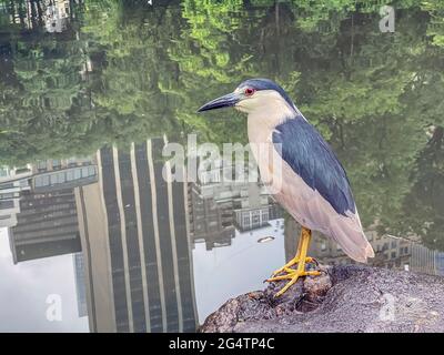 Nachtreiher sind mittelgroße Reiher, in den Gattungen Nycticorax, Nyctanassa und Gorsachius. Stockfoto