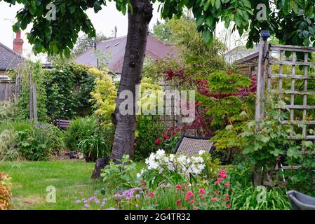 Hinterer Garten in einem privaten Haus in vollen Sommerfarben, Shepperton Surrey England Großbritannien Stockfoto