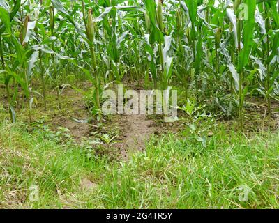 Zertrampelte Maisfelder von Wildschweinen Stockfoto