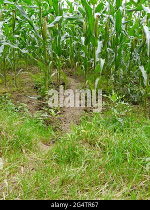 Zertrampelte Maisfelder von Wildschweinen Stockfoto