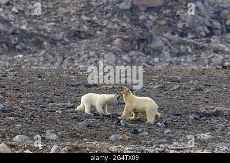 Eisbär (Ursus maritimus) Weibchen kämpft mit Männchen entlang der felsigen Küste bei Svalbard / Spitzbergen, Norwegen Stockfoto