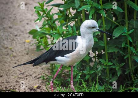 Der Schwarzflügelstelz, der gewöhnliche Stelz oder der Piedstelz (Himantopus Himatopus) im Prager Zoo Stockfoto