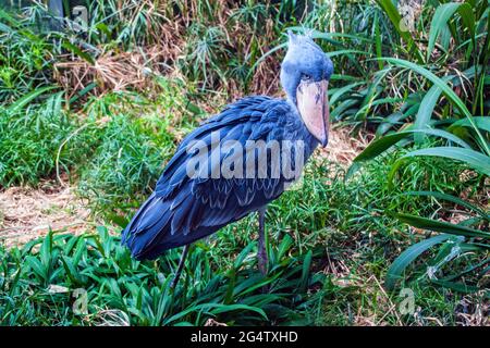 Schuhschnabel oder Walkopf oder Storch (Balaeniceps Rex) im Prager Zoo Stockfoto