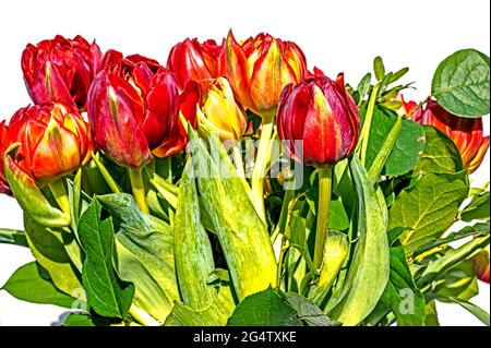 Bunte Tulpen; Bunter Tulpenstraß Stockfoto