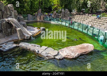 PRAG, 12. MAI: Am 12. Mai 2014 besuchen die Menschen eine Robbenausstellung im Prager Zoo in Prag, Tschechien. Im Jahr 2007 wurde die Pra von Forbes Traveler Magazine aufgeführt Stockfoto