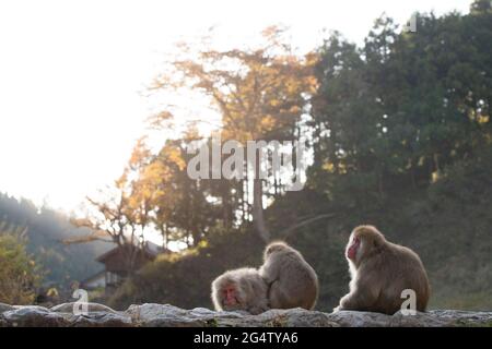 Eine Gruppe von Affen, die bei Sonnenuntergang in Yamanouchi, Präfektur Nagano, Japan, an einer Wand sitzen Stockfoto