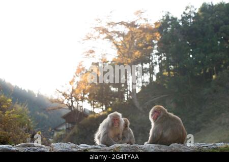 Eine Gruppe von Affen, die bei Sonnenuntergang in Yamanouchi, Präfektur Nagano, Japan, an einer Wand sitzen Stockfoto