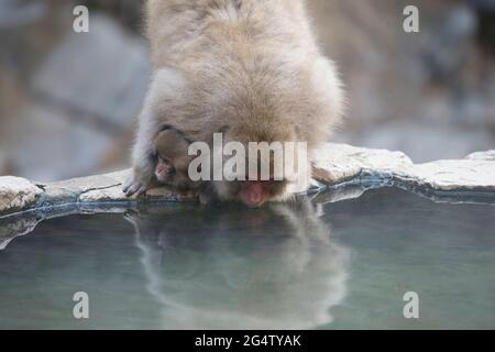 Schneemaffen im Jigokudani Monkey Park in Yamanouchi, Präfektur Nagano, Japan Stockfoto