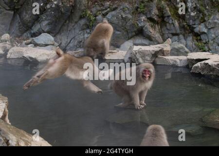 Schneemaffen im Jigokudani Monkey Park in Yamanouchi, Präfektur Nagano, Japan Stockfoto