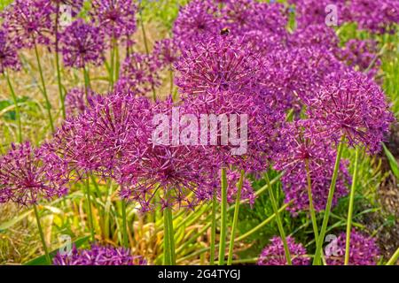 Allium Blumen. Stockfoto