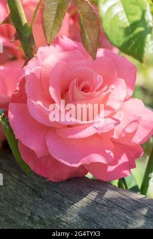 Große, duftende, üppige, korallenrosa Rosen mit einer Knospe gegen einen dunkelblättrigen Rosenstrauch im Frühjahr. Rosa Rosenblüten auf dem Rosenbusch im Garten i Stockfoto