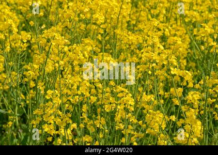 Gezüchtete Rapsblüten vor der Ernte. Stockfoto