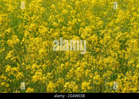 Gezüchtete Rapsblüten vor der Ernte. Stockfoto