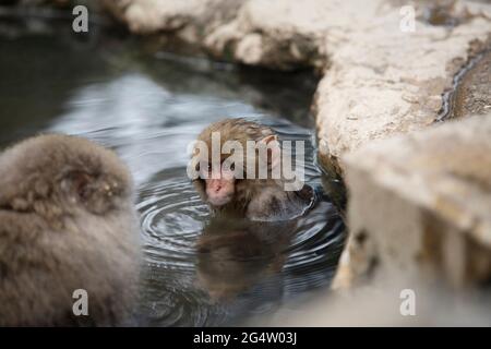 Ein junger Affe im Wasser im Jigokudani Monkey Park in Yamanouchi, Präfektur Nagano, Japan Stockfoto