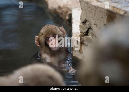 Ein junger Affe im Wasser im Jigokudani Monkey Park in Yamanouchi, Präfektur Nagano, Japan Stockfoto