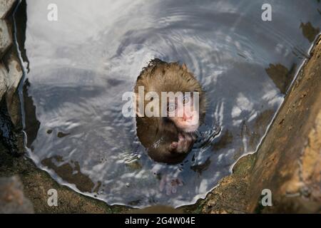 Ein junger Affe im Wasser im Jigokudani Monkey Park in Yamanouchi, Präfektur Nagano, Japan Stockfoto