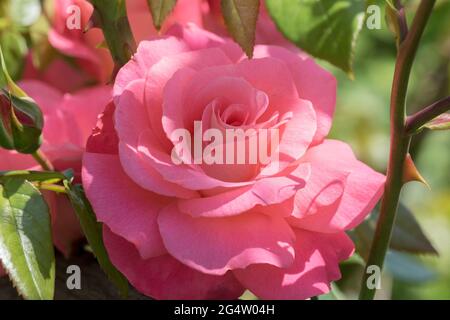 Große, duftende, üppige, korallenrosa Rosen mit einer Knospe gegen einen dunkelblättrigen Rosenstrauch im Frühjahr. Rosa Rosenblüten auf dem Rosenbusch im Garten i Stockfoto