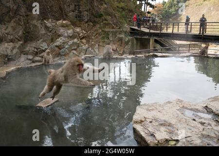 Springende Schneemaffen im Jigokudani Monkey Park in Yamanouchi, Präfektur Nagano, Japan Stockfoto