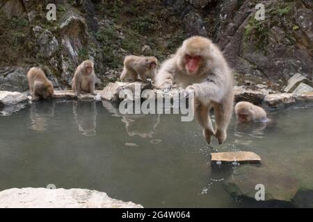 Springende Schneemaffen im Jigokudani Monkey Park in Yamanouchi, Präfektur Nagano, Japan Stockfoto