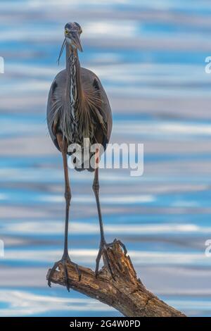 Great Blue Heron Nahaufnahme aus dem Jahr 2021 im Circle b Bar Reserve in Lakeland, Florida, USA Stockfoto