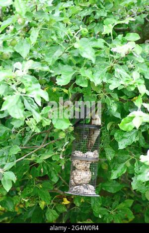 Gewöhnliche Haussperlinge ( (Passer domesticus) essen fette Kugeln Stockfoto