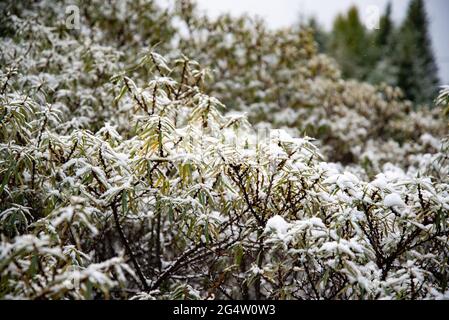 Plötzlicher Kälteeinbruch. Schnee auf dem Baum. Plötzlich fiel Schnee auf die Äste eines Baumes Stockfoto