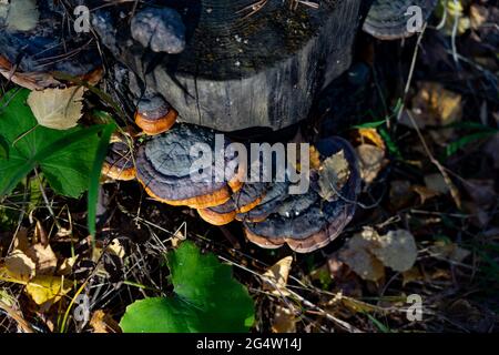 Pilze auf einem Wald stumpf Stockfoto