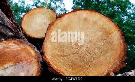 Querschnitt aus Fichten- und Lärchenholz. Nahaufnahme. Hintergrundtextur. Stockfoto