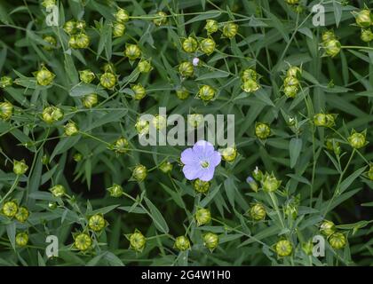 22. Juni 2021, Brandenburg, Dürrenhofe: Eine Blume und Fruchtkörper aus Flachs sind auf einem Feld der Landwirtschaftsgenossenschaft Unterspreewald z.B. zu sehen Flachs, aus dem die Müller das Spreewälder Leinöl pressen, wächst auf rund 160 Hektar Ackerfläche im Spreewald. Aufgrund des warmen Wetters beginnen die Flachskulturen derzeit zu blühen. Der Leinsamen ist eine traditionelle Kultur des Spreewaldes. Die Produktion von Leinöl ist seit Generationen in der Region verwurzelt. Foto: Patrick Pleul/dpa-Zentralbild/ZB Stockfoto