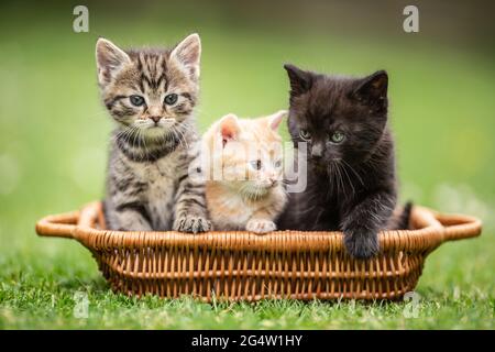 Drei kleine bunte Kätzchen sitzen neugierig im braunen Korb im Garten. Stockfoto