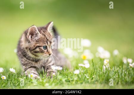 Liebenswert und neugierig kleine tabby Kätzchen energisch spielen im Garten im Gras. Stockfoto