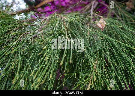 Hintergrund aus frischen langen grünen Kiefernnadeln. Stockfoto
