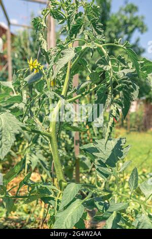 Tomatenpflanze mit Fruchtgruppen und Blumen Stockfoto