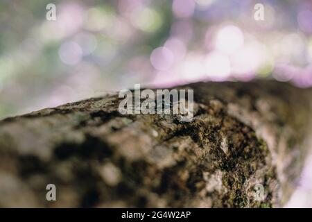 Nahaufnahme eines Leiobunum Rotundums auf einer Baumrinde Stockfoto