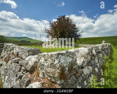 Die Kapelle der Eremitage neben der Eremitage Castle in den Scottish Borders. Stockfoto