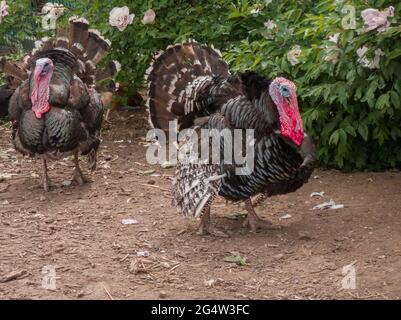 Zwei männliche Truthähne (meleagris galopavo) vor einem grünen Busch Stockfoto