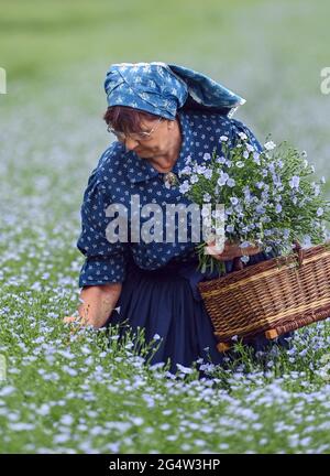 22. Juni 2021, Brandenburg, Dürrenhofe: Gisela Christl (Spreewald Christl) steht in sorbisch-wendischem Arbeitskostüm am Rande einer Pressekonferenz zur Ölflachsblüte auf einem Feld der Landwirtschaftsgenossenschaft Unterspreewald z.B. mit blühendem Ölflachs. Flachs, aus dem die Müller das Spreewald-Leinöl pressen, wächst auf rund 160 Hektar Ackerland im Spreewald. Aufgrund des warmen Wetters beginnen die Flachskulturen derzeit zu blühen. Der Leinsamen ist eine traditionelle Kultur des Spreewaldes. Die Produktion von Leinöl ist seit Generationen in der Region verwurzelt. Stockfoto