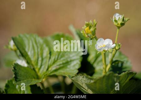 Selektive Fokusaufnahme von weißen Erdbeerblüten Stockfoto