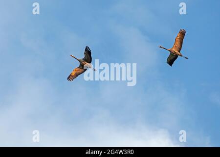 Kraniche (Grus grus) im Flug, Körkwitz-Hof, Ribnitz-Damgarten, Mecklenburg-Vorpommern, Deutschland Stockfoto