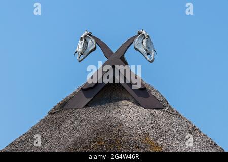 Pferdeschädel auf einem Strohdach, Wustrow, Fischland, Mecklenburg-Vorpommern, Deutschland Stockfoto