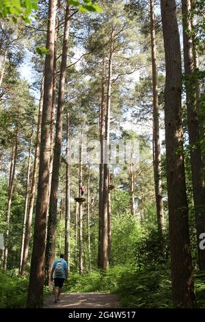 Mann, der durch den Wald zurück zur Kamera läuft, Alice holt Forest, Alton, Surrey, Großbritannien, Sommer Juni 2021 Stockfoto